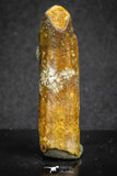 20131 - Well Preserved 1.49 Inch Rebbachisaurus Diplodocoid Sauropod Dinosaur Tooth