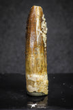 20133 - Finest Quality 1.32 Inch Rebbachisaurus Diplodocoid Sauropod Dinosaur Tooth