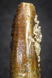 20133 - Finest Quality 1.32 Inch Rebbachisaurus Diplodocoid Sauropod Dinosaur Tooth