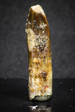 20133 - Finest Quality 1.32 Inch Rebbachisaurus Diplodocoid Sauropod Dinosaur Tooth