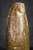 20135 - Well Preserved 1.00 Inch Rebbachisaurus Diplodocoid Sauropod Dinosaur Tooth