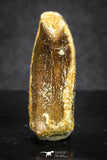 20135 - Well Preserved 1.00 Inch Rebbachisaurus Diplodocoid Sauropod Dinosaur Tooth