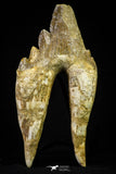 21007 - Top Rare 4.99 Inch Pappocetus lugardi (Whale Ancestor) Molar Rooted Tooth