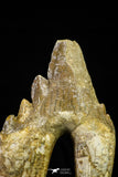 21007 - Top Rare 4.99 Inch Pappocetus lugardi (Whale Ancestor) Molar Rooted Tooth