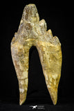 21007 - Top Rare 4.99 Inch Pappocetus lugardi (Whale Ancestor) Molar Rooted Tooth