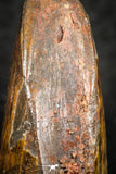 07281 - Nice Partial 1.52 Inch Carcharodontosaurus Dinosaur Tooth KemKem