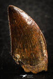 07282 - Finest Quality 1.06 Inch Juvenile Carcharodontosaurus Dinosaur Tooth KemKem