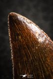 07282 - Finest Quality 1.06 Inch Juvenile Carcharodontosaurus Dinosaur Tooth KemKem