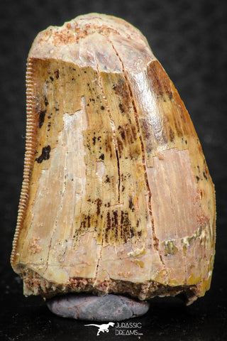 07286 - Beautiful Partial 1.47 Inch Carcharodontosaurus Dinosaur Tooth KemKem