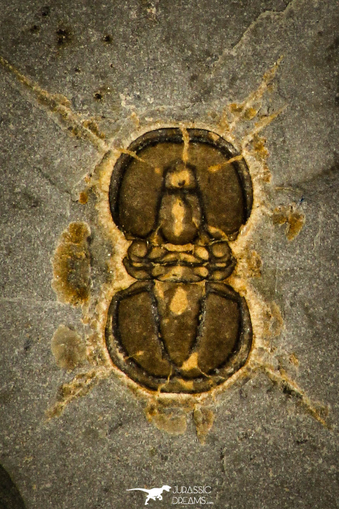 30426 - Premium Grade Ptychagnostus cuyanus Middle Cambrian Trilobite - Utah USA