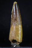 20153 - Nicely Preserved 3.24 Inch Spinosaurus Dinosaur Tooth Cretaceous