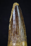 20153 - Nicely Preserved 3.24 Inch Spinosaurus Dinosaur Tooth Cretaceous