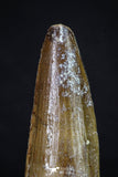 20154 - Nicely Preserved 2.76 Inch Spinosaurus Dinosaur Tooth Cretaceous