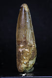 20154 - Nicely Preserved 2.76 Inch Spinosaurus Dinosaur Tooth Cretaceous