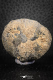 07292 - Great 1.51 Inch Schizophoria Middle Devonian Brachiopod