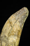 21019 - Top Huge 6.26 Inch Pappocetus lugardi (Whale Ancestor) Incisor Rooted Tooth