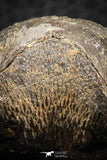 07292 - Great 1.51 Inch Schizophoria Middle Devonian Brachiopod