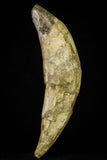 21019 - Top Huge 6.26 Inch Pappocetus lugardi (Whale Ancestor) Incisor Rooted Tooth