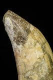 21019 - Top Huge 6.26 Inch Pappocetus lugardi (Whale Ancestor) Incisor Rooted Tooth