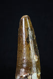 20158 - Well Preserved 2.91 Inch Spinosaurus Dinosaur Tooth Cretaceous