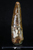 20158 - Well Preserved 2.91 Inch Spinosaurus Dinosaur Tooth Cretaceous