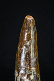 20158 - Well Preserved 2.91 Inch Spinosaurus Dinosaur Tooth Cretaceous