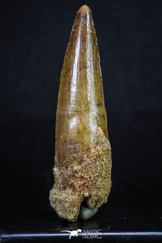 20160 - Well Preserved 2.82 Inch Spinosaurus Dinosaur Tooth Cretaceous