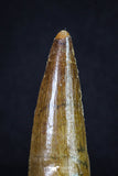 20160 - Well Preserved 2.82 Inch Spinosaurus Dinosaur Tooth Cretaceous