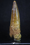 20160 - Well Preserved 2.82 Inch Spinosaurus Dinosaur Tooth Cretaceous