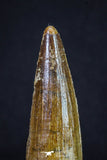 20160 - Well Preserved 2.82 Inch Spinosaurus Dinosaur Tooth Cretaceous