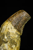 21023 - Top Rare 5.16 Inch Pappocetus lugardi (Whale Ancestor) Incisor Rooted Tooth