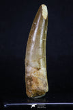 20161 - Well Preserved 3.15 Inch Spinosaurus Dinosaur Tooth Cretaceous