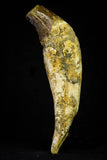 21023 - Top Rare 5.16 Inch Pappocetus lugardi (Whale Ancestor) Incisor Rooted Tooth