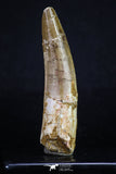 20161 - Well Preserved 3.15 Inch Spinosaurus Dinosaur Tooth Cretaceous