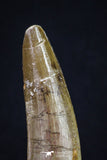 20161 - Well Preserved 3.15 Inch Spinosaurus Dinosaur Tooth Cretaceous