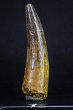 20162 - Nicely Preserved 3.02 Inch Spinosaurus Dinosaur Tooth Cretaceous