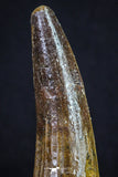 20162 - Nicely Preserved 3.02 Inch Spinosaurus Dinosaur Tooth Cretaceous