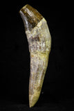 21025 - Top Rare 4.94 Inch Pappocetus lugardi (Whale Ancestor) Incisor Rooted Tooth Eocene