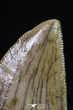 20169 - Nicely Serrated 0.83 Inch Juvenile Carcharodontosaurus Dinosaur Tooth KemKem