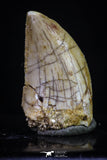 20169 - Nicely Serrated 0.83 Inch Juvenile Carcharodontosaurus Dinosaur Tooth KemKem