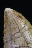 20169 - Nicely Serrated 0.83 Inch Juvenile Carcharodontosaurus Dinosaur Tooth KemKem