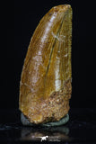 20174 - Top Beautiful 0.93 Inch Serrated Abelisaur Dinosaur Tooth Cretaceous KemKem Beds