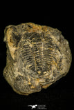 30444 - Beautiful 0.70 Inch Labiostria westropi Upper Cambrian Trilobite - Canada