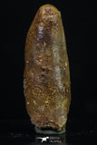 20185 - Well Preserved 1.19 Inch Rebbachisaurus Diplodocoid Sauropod Dinosaur Tooth