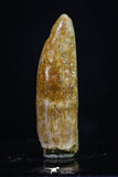 20187 - Top Beautiful 1.09 Inch Rebbachisaurus Diplodocoid Sauropod Dinosaur Tooth