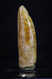 20187 - Top Beautiful 1.09 Inch Rebbachisaurus Diplodocoid Sauropod Dinosaur Tooth