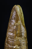 20190 - Beautiful 1.20 Inch Pterosaur (Coloborhynchus) Tooth Cretaceous KemKem