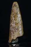 20190 - Beautiful 1.20 Inch Pterosaur (Coloborhynchus) Tooth Cretaceous KemKem