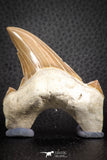 07328 - Top Huge OTODUS OBLIQUUS (mackerel shark) Tooth Paleocene