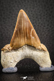 07329 - Top Huge OTODUS OBLIQUUS (mackerel shark) Tooth Paleocene